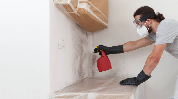 Professional Black Mold Removal technician working in North Port, FL